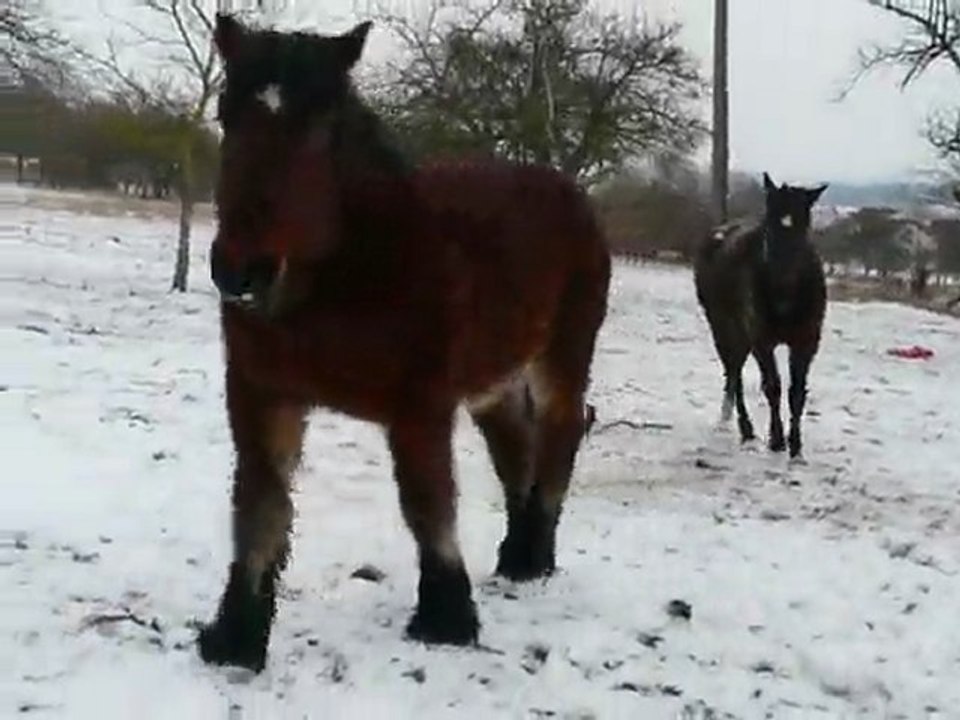 les gros à la neige 6