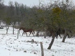 les gros à la neige 7