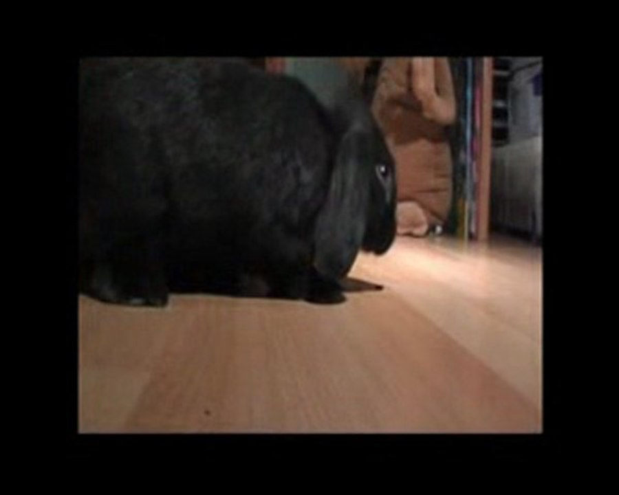 ShadowLapinVideo02_2