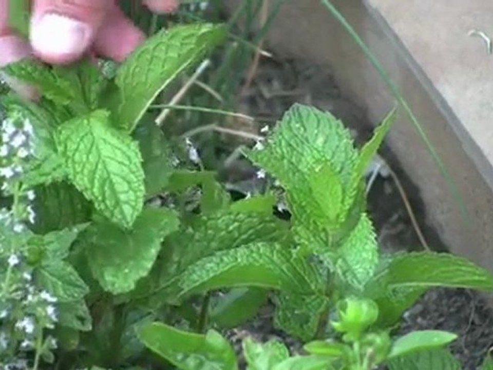 Herb planters Candidiasis Yeast Infection