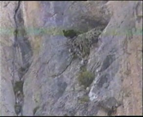 Le Vol du Phénix II