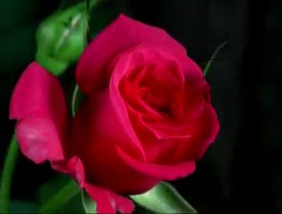 St Valentines