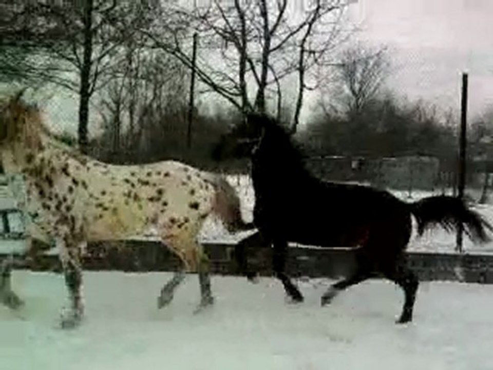 Vidéo0017