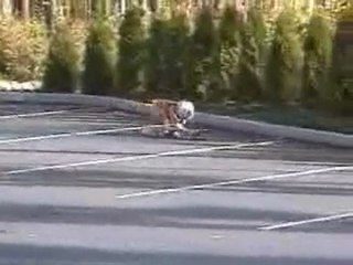 Un chien fait du skate