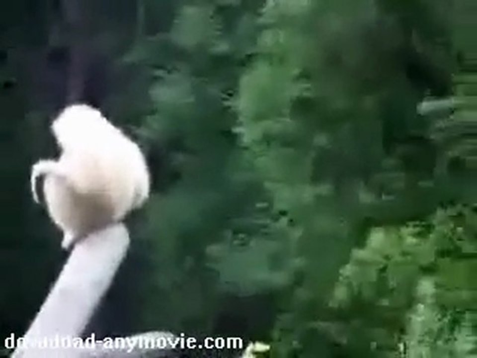 Funny monkey