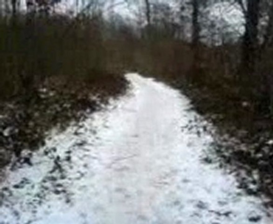 Ballade en sous bois