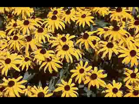 In A Little Garden-Ernie Golden