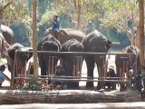 Thailande Les elephants jouent de la musique