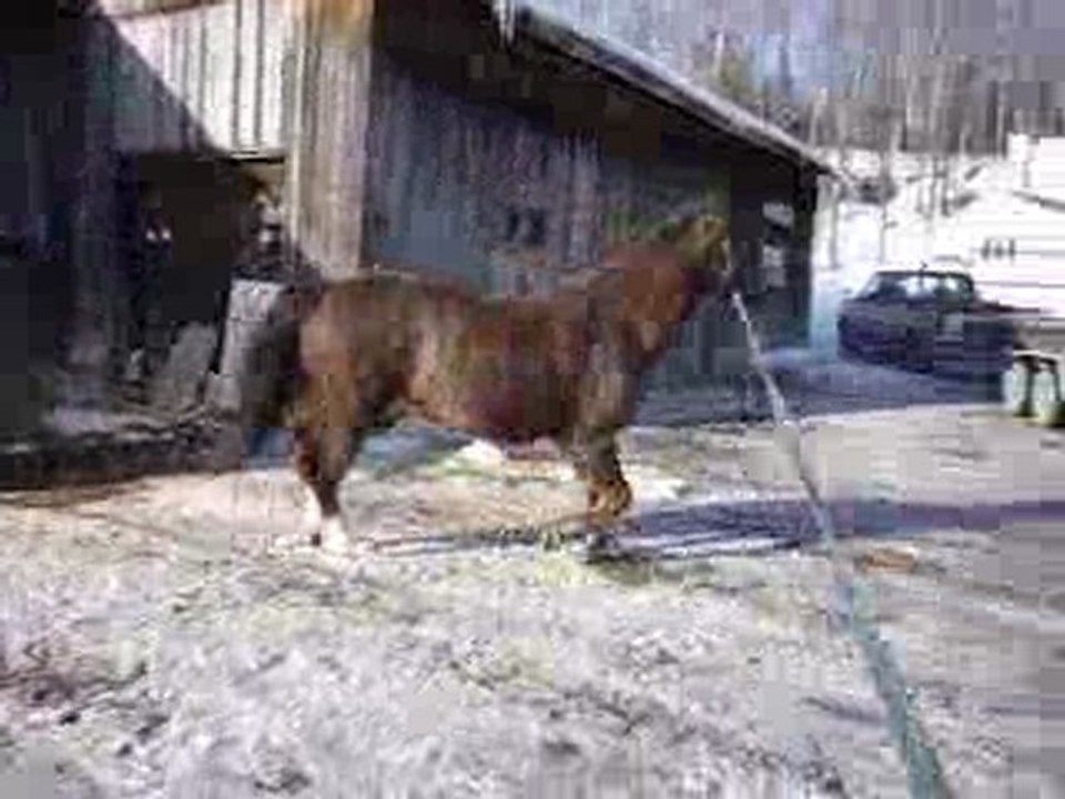 Ma jument a la longe