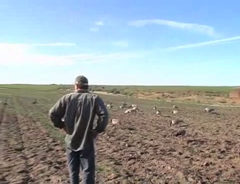 Pacific Wings Waterfowl Goose and Duck Hunting