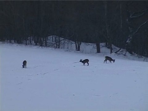 Косули Беларусь