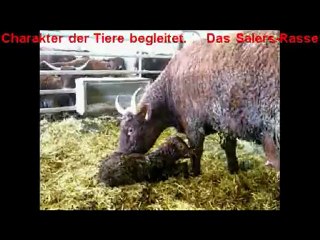 Stilles Kalben bei der VINCENT-PESCHERs Salers Zucht