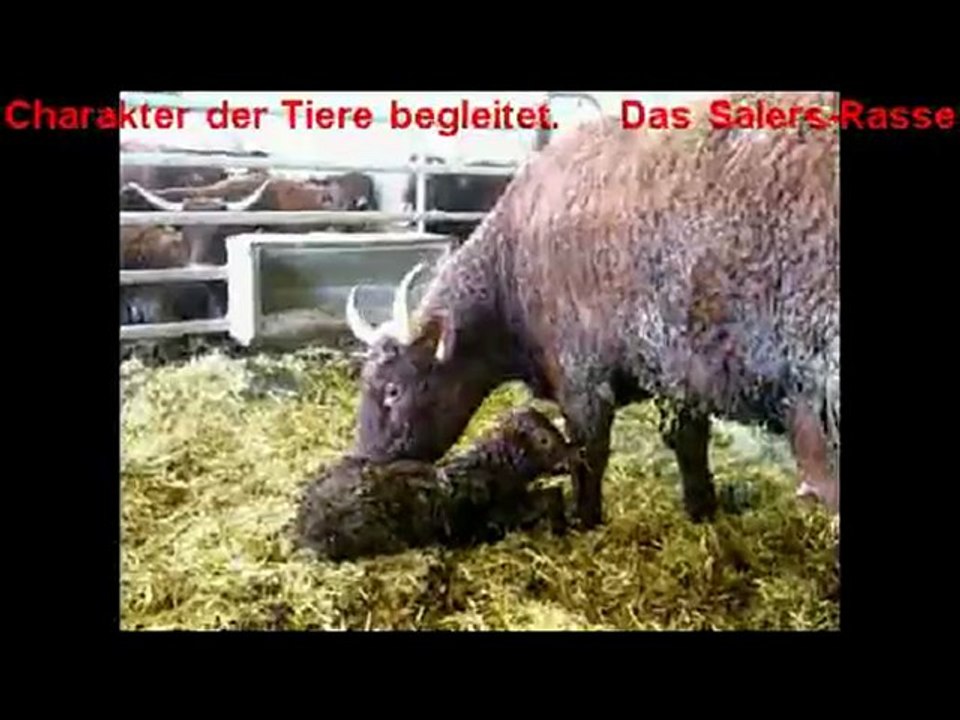 Stilles Kalben bei der VINCENT-PESCHERs Salers Zucht