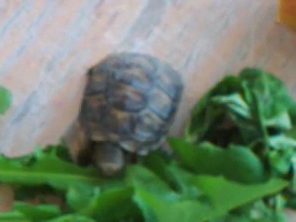 Tortue - Energy