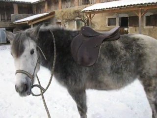 Gengis janvier 2010