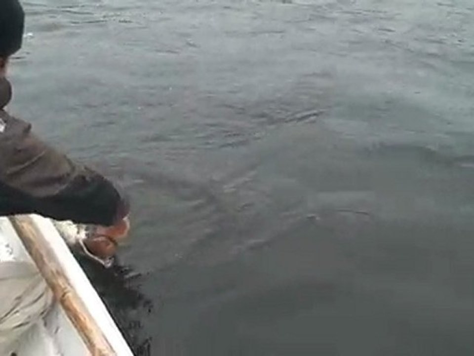 Pike fishing in Finland. Late autumn pikes