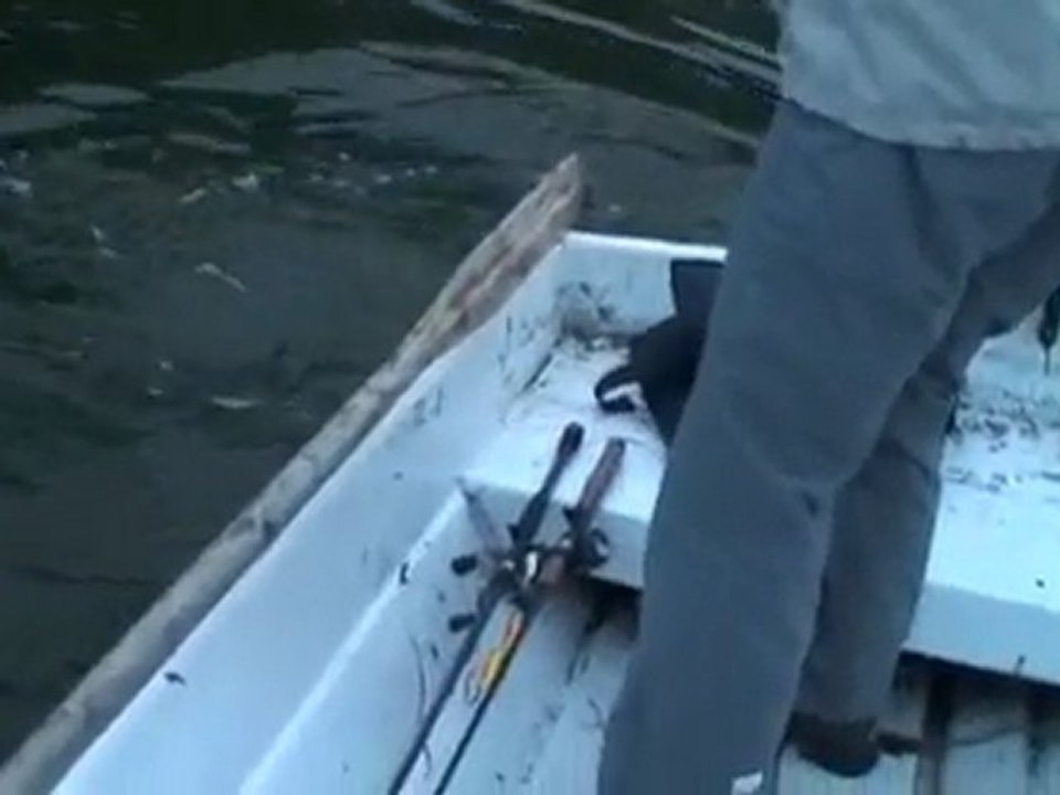 Pike fishing in Finland. Pike eating pike