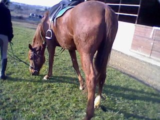 Centre Equestre Vicois <3