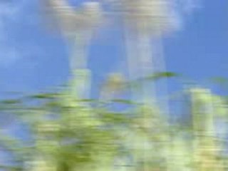 DOMINIQUE BARRET : A l'ombre des palmiers.