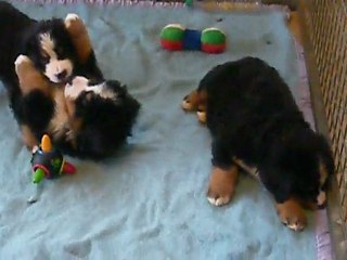 Chiots à 49 jours