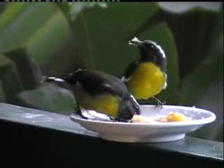 Sucriers et colibris