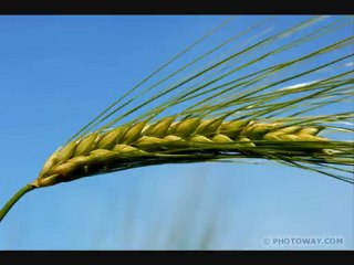 Trigo verde (Los Desperados)