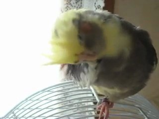 Tournesol aime les gratouilles dans le cou.