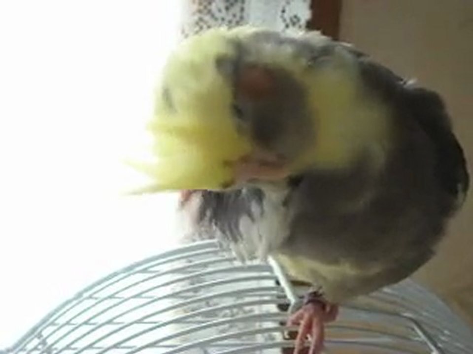 Tournesol aime les gratouilles dans le cou.