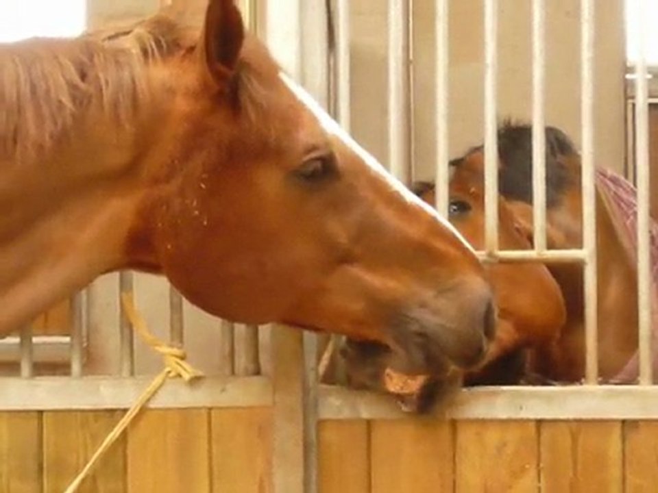 Bisous de chevaux!!