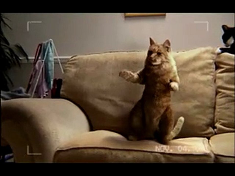 Chat danse Vidéo Dailymotion
