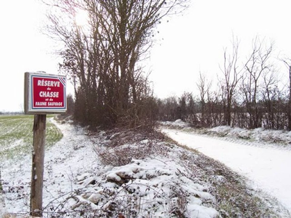 Snowy Path