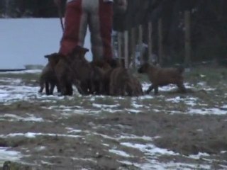 chiots  malinois 2è partie premier mordant à 6 semaines