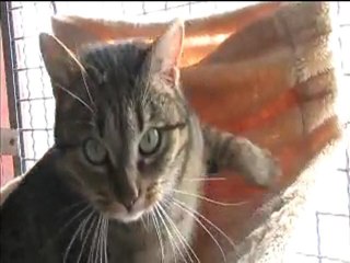 Tigerle - 14 février 2010