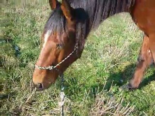 St Valentin brouting