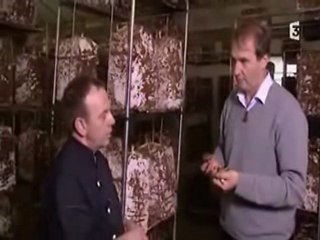 Télévision Champignons