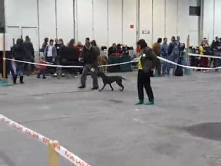 EWANE EXPO PUPPY 2010-02
