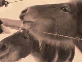 petite visite au poneys  13 févier 2010.