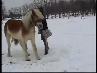 Horse lying down