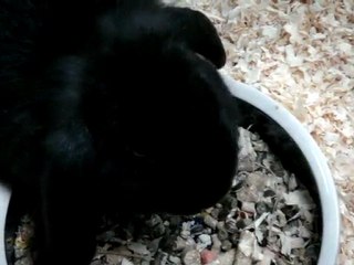 Mini Rabbit Munching on Lunch - Cute!