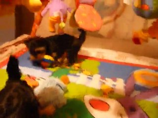 2010 14 fevrier chiots ania 041