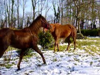 MOV06149 Tenacia qui fait sa crâneuse