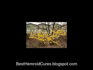 Effective Witch Hazel Hemorrhoids Treatment