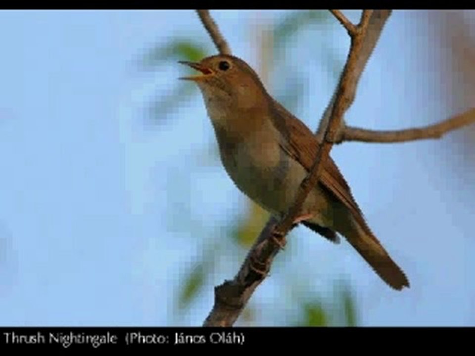 Sinop'tan Bülbül estantenesi Yahya ÇALIŞKAN