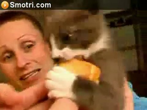 играют с котенком