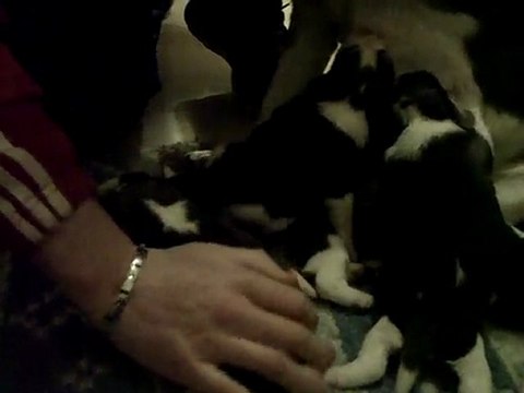 Tendres Moments Biba & ces chiots le 14 Février 10