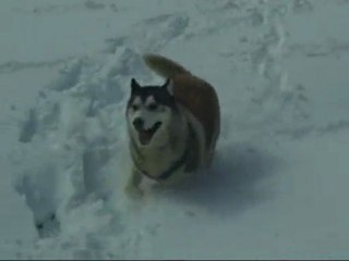 Dogs day out in in deep snows