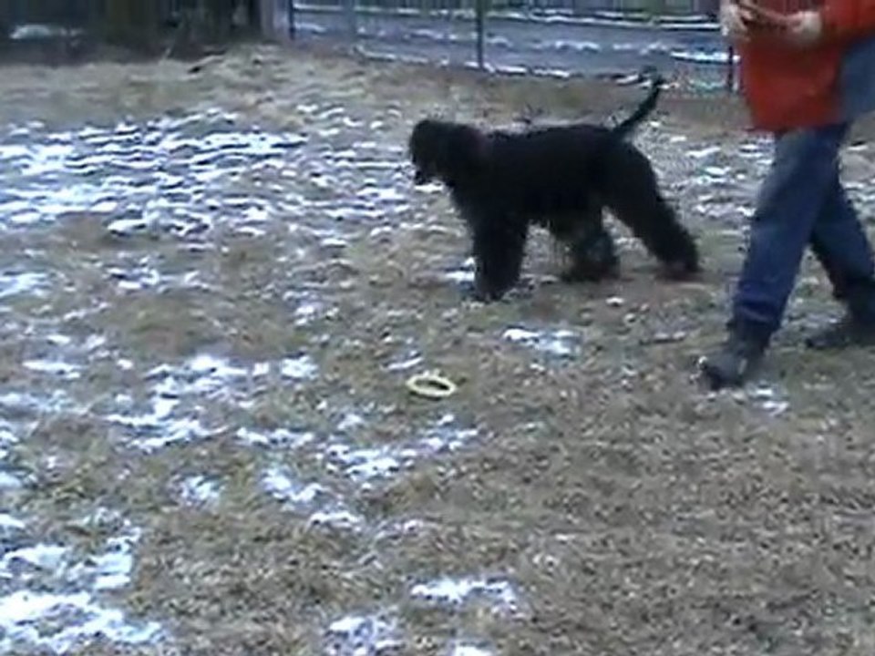 setter afghan