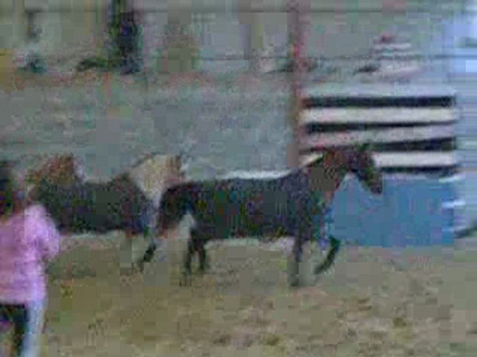 Ghost,Josiane & Spirit