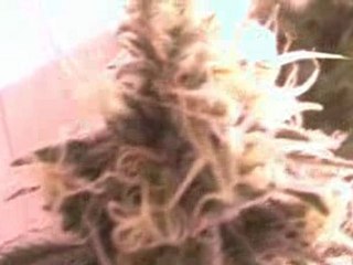 UG 44 Medi Grow