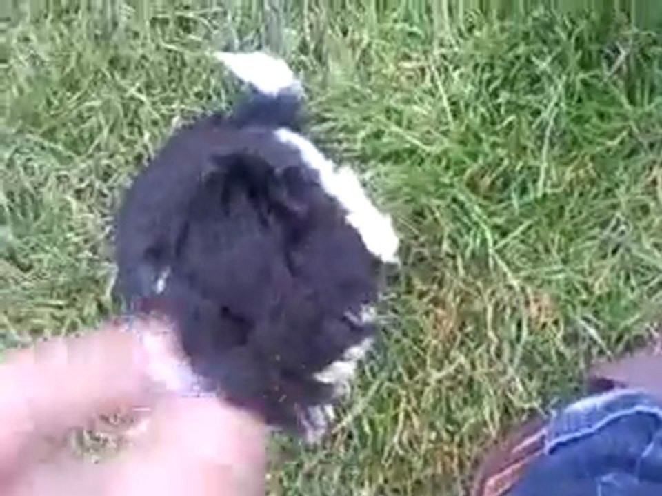 Chiots Shih-tzu En Vadrouille!!